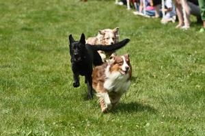 14 Pejskove pri dostihu