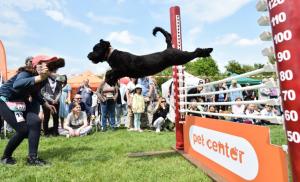 Portugalsky vodni pes CAndy